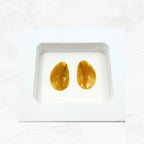 Untreated Sapphire Gemstone Slices: Rose Cut Pair, Flat Back